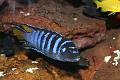 Labidochromis - sp. Elongatus mpanga